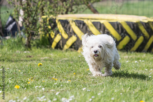 Fotografia, Obraz Portrait of a bichon dog living in Belgium