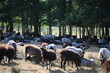 Große Schaf- und Ziegenherde am Schafstall auf der Weide.