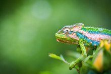 Close Up Image Of A Chameleon With Vivid Colors On A Green Background