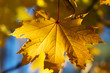 Autumn yellow sunlight maple leaf in forest