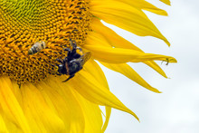 Bumblebee, Bee And Spider On The Yellow Flower Of A Sunflower, In The Phase Of Filling Seeds