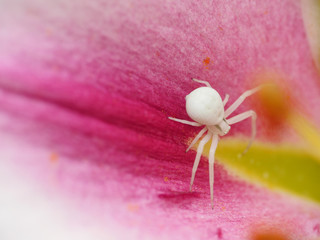 Crab spider