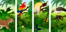 Vector Jungle Rainforest Vertical Baner With  Lesser Bird Of Paradisea,puma Cougart,  Parrot Red Scarlet Macaw Arae , Hummingbirds, Birdwing Butterflies And  Philippine Eagle With Monkey