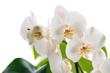 Fototapeta Panele - Beautiful white orchid flowers on white background. Tropical plant