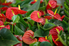 Blooming Red Anthurium Flowers, Closeup. Tropical Plant