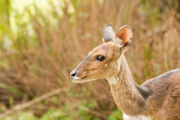 Wall Mural - Close up image of a Bushbuck in the natural forests around the coastal town of Knysna in South Africa