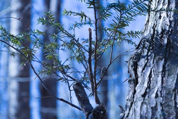 A fern in the blue