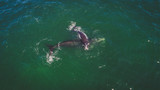 Fototapeta Łazienka - Aerial view over a Southern Right Whale and her calf along the overberg coast close to Hermanus in South Africa