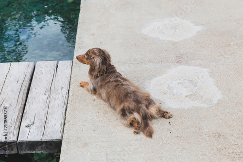 Longhaired Dapple Doxie Or Dapple Dachshund Laying On Poolside