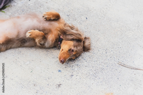 Longhaired Dapple Doxie Or Dapple Dachshund In Cute Pose Buy