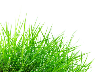 Fresh spring green grass isolated on white background