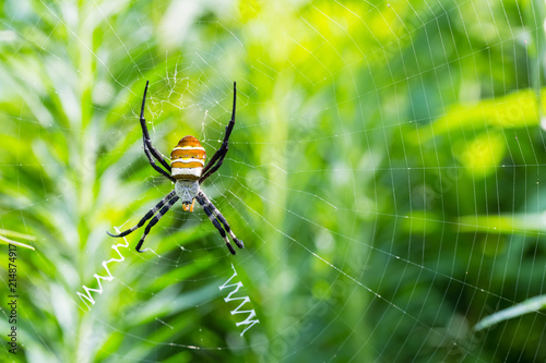 Zdjęcie XXL zbliżenie pająk osa
