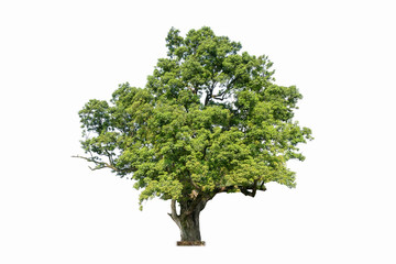 Wall Mural - old tree isolated