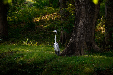 Wall Mural - Grey heron (Ardea cinerea) is a long-legged predatory wading bird of the heron family, Ardeidae, native throughout temperate Europe and Asia and also parts of Africa.