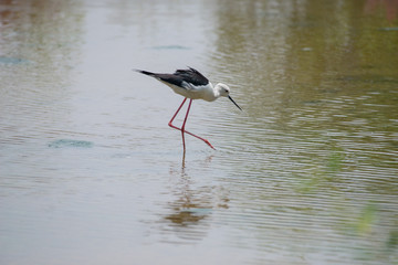 Wall Mural - Black-winged stilt breeding habitat of all these stilts is marshes, shallow lakes and ponds. 