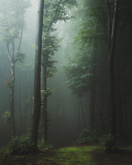 Fototapete - Fairy tale trail in foggy forest. Fantasy spooky landscape in woodland