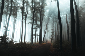 Wall Mural - Trail in dark foggy forest. Hard light coming from left side. Interesting tree at the end of the path