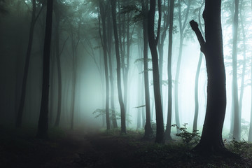 Fototapete - Spooky foggy forest trail. Dark trees in silhouettes with hard light coming from right. Horror landscape
