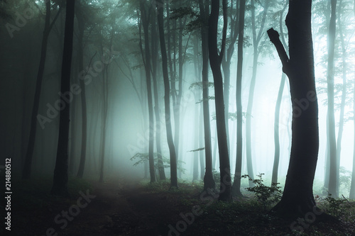 Spooky foggy forest trail. ...
