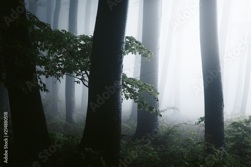Close up of dark trees in s...