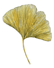Hand Drawn Watercolor Painting Of Ginkgo Leaves. Botanical Illustration Of Ginkgo Biloba Leaves Isolated On White Background.