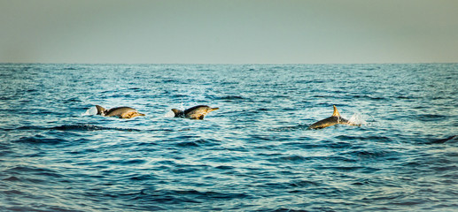 Wall Mural - Dolphin watching. Lovina Beach, Singaraja, Bali, Indonesia. 17 september 2014