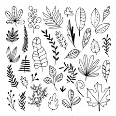 Wall Mural - Hand drawn leaves illustration set. Plants and tree leaves botanical elements