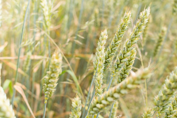 wheat grain of wheat