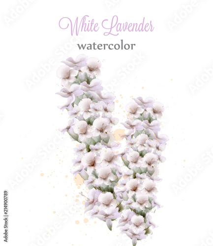 White lavender watercolor flowers isolated Vector. Beautiful floral decorations
