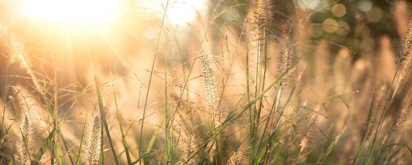 Fotomurales - Grass field background
