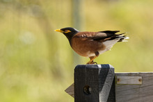 Common Myna - Acridotheres Tristis Or Indian Myna , Sometimes Spelled Mynah,member Of The Family Sturnidae (starlings And Mynas) Native To Asia, Invasive In Australia