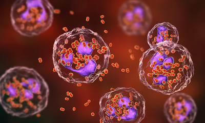 Wall Mural - Bacteria Neisseria gonorrhoeae inside phagocytes, gonoccoccus, diplococci which cause sexually transmitted infection gonorrhea. 3D illustration. Incomplete phagocytosis