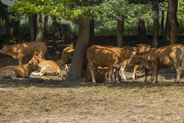  Brown Cow walking on the green meadow in the Eifel landscape
