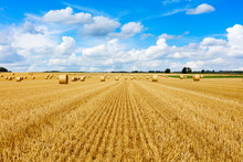 Yellow Golden Straw Bales Of Hay In The Stubble Field, Agricultural Field Under A Blue Sky With Clouds