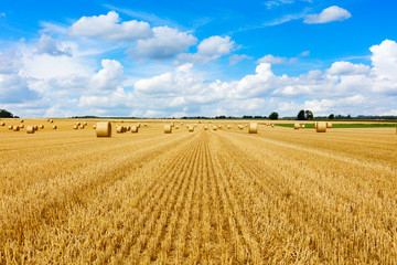 Yellow golden straw bales of hay in the stubble field, agricultural field under a blue sky with clouds