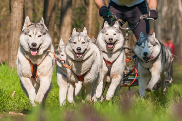 Sleddogs racing in a green environment