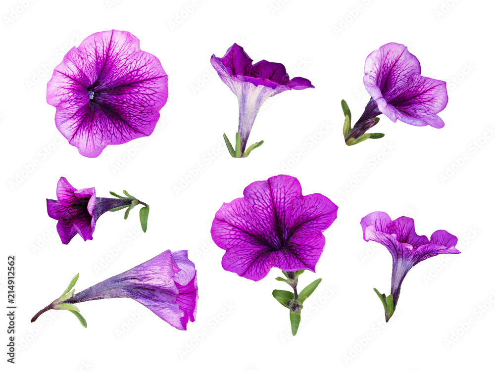 Set of purple petunia flowers - obrazy, fototapety, plakaty 