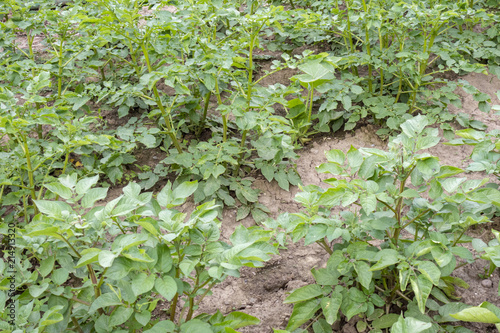 Plant de pomme de terre Plant de pomme de terre