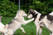 siberian husky young and old