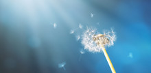 Fragile Dandelion In Front Of An Abstract Blue Backround With Sunrays