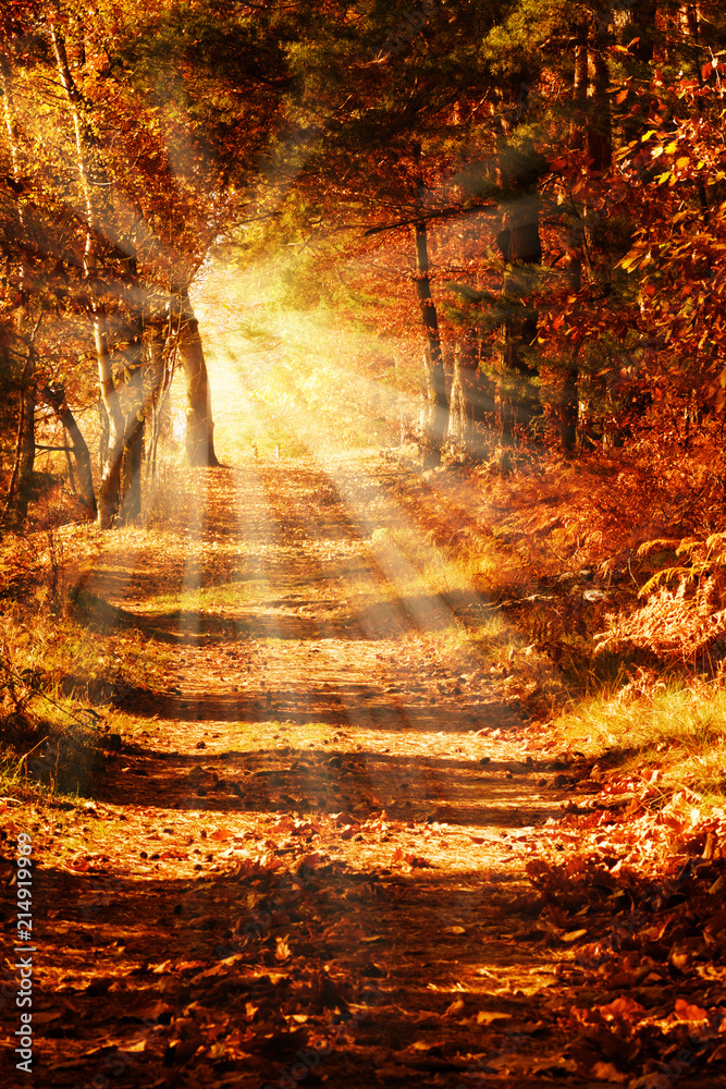 Foto-Schiebegardine ohne Schienensystem - Sunny forest path in autumn