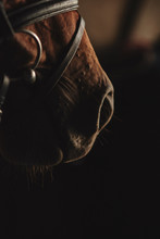 Horse Nose, Low Key, Brown, Nose
