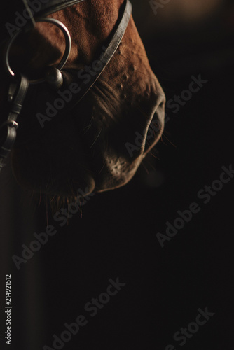Zdjęcie XXL chrapanie konia, niski klucz, brąz, nos