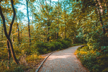 stone footpath in a green forest