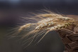 © Micko1986 - A pile of wheat in the brushwood basket flutter on the wind; shallow depth of field; soft effect.
