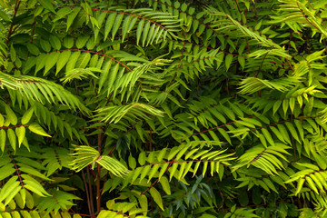  Close up of rainforest showing natural pattern of fern leaves