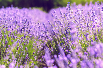  Lavender Field in the summer