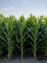 Serbia, Vojvodina. Green Corn Stems In A Row, Zea Mays