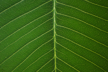 Close up of green leaf texture for pattern and background.