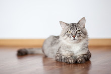 Grey Furry Cat Lying On The Floor